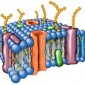 Définition de membrane cellulaire