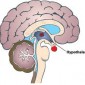 Définition de hypothalamus