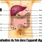 Définition de foie